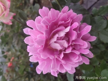 歐月和月季花的區別你知道嗎？