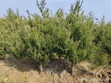 四類(lèi)花木在庭院種植時(shí)要避開(kāi)