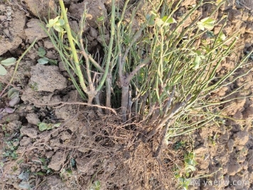 經(jīng)過(guò)遠距離運輸的月季裸根苗，定植上盆辦法詳解