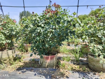 如何提高月季花苗成活率？方法為你列舉