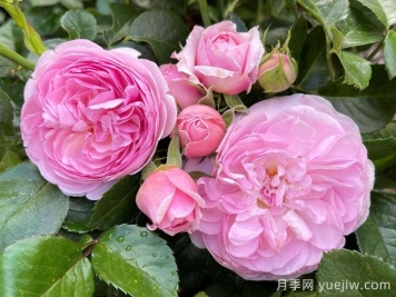 8首最美月季花古詩(shī)，春天賞花品詩(shī)