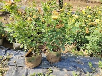 月季夏季狀態(tài)不佳，如何改善情況？