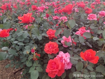 石橋月季日常管理技術(shù)要點(diǎn)有哪些？