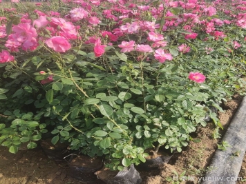 怎樣使月季月月開(kāi)花？