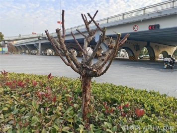 月季冬剪如何處理？修剪有哪些注意事項？