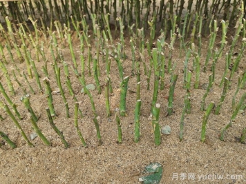 怎樣提高月季扦插率？
