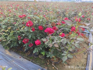 月季枯枝病怎么救活？月季光桿怎么恢復？
