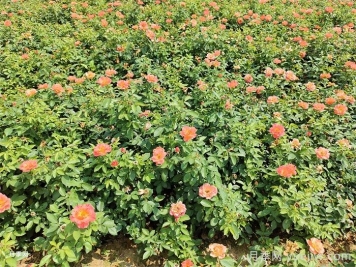 秋季月季花再開(kāi)爆，要做好夏季工作