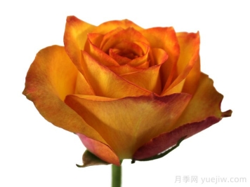 金色知更鳥(niǎo)月季