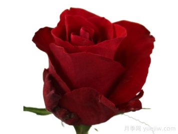 紅色知更鳥(niǎo)月季
