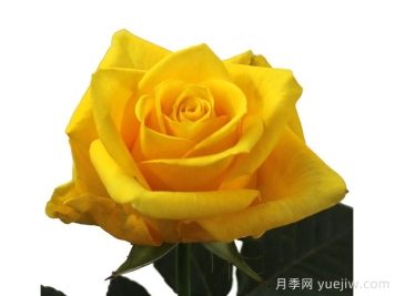 金鳥(niǎo)月季