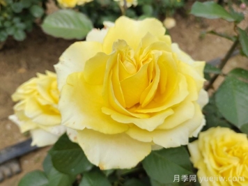 月季銹病的危害癥狀及其防治技術(shù)要點(diǎn)有哪些？