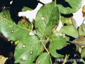 夏天月季發(fā)生炭疽病，該如何有效防治？
