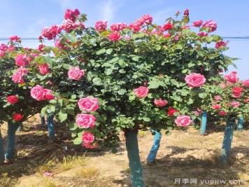 春季栽植，怎樣才能避免月季樹(shù)假活？