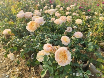 月季新葉卷曲枯萎的原因是什么？