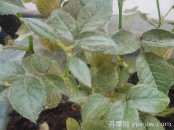 春季月季爆發(fā)紅蜘蛛了，該怎么辦？