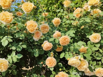 月季花的自然花期是什么時(shí)候？