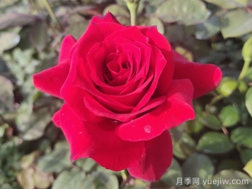 月季花有什么顏色？花色總結