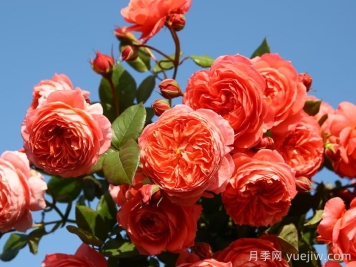 夏日花火月季的優(yōu)缺點(diǎn)？