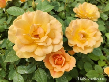 黃月季哪個(gè)品種最好養勤花？