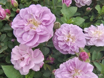 月季花種子幾月播種最好？