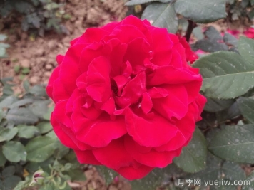 茶花女月季與梅朗口紅月季的區別是什么？