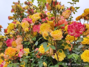 藤彩虹月季和微彩虹月季的區別？