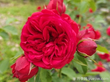 盆栽本是月季，花束卻叫玫瑰