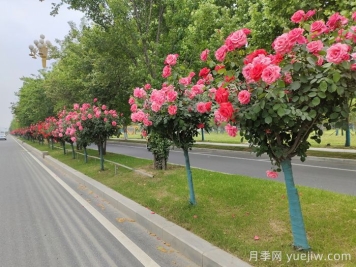 月季樹(shù)移栽別太深，該如何補救？