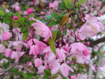垂絲海棠和西府海棠有什么區別？