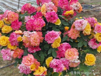 月季花期延長(cháng)方法