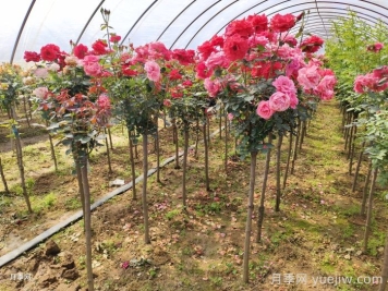 月季春季該如何養護？