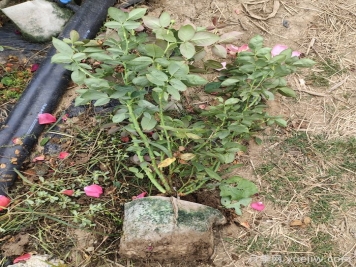 月季強筍爆長(cháng)影響株型，有什么解法？