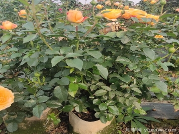 月季強筍爆長(cháng)會(huì )影響開(kāi)花嗎？