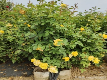 一開(kāi)花就垂頭，這類(lèi)月季怎么調教？