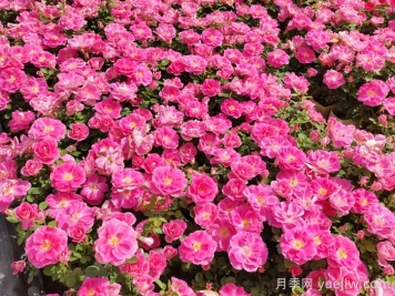 花苞透色和月季花期需要施肥嗎？