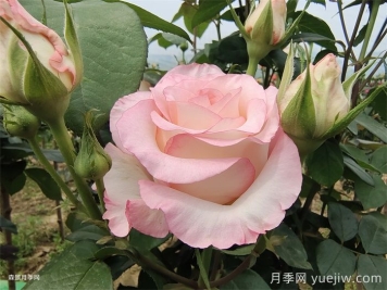 朱米莉亞月季/艾莎月季/愛(ài)莎玫瑰