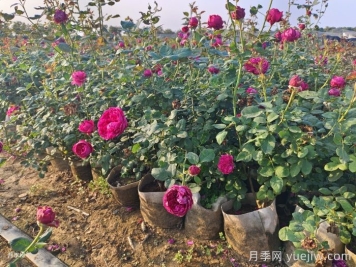 剛移栽的月季怎么澆水？