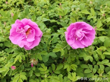 春天是否有四季玫瑰花？