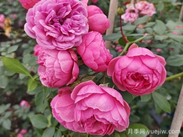 月季花頭上長(cháng)好多蟲(chóng)要剪掉嗎？