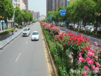 第三屆世界月季博覽會(huì )，南陽(yáng)寶藏月季花打卡點(diǎn)