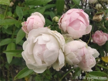 月季花長(cháng)蟲(chóng)子可以撒石灰嗎？