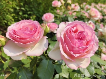龍沙寶石月季一年開(kāi)一次，卻是藤本之王