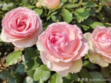 龍沙寶石月季一年能開(kāi)幾次花？