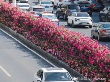 武漢月季全城開(kāi)，萬(wàn)一有人想在綠化帶辦婚禮呢？