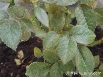 月季又有紅蜘蛛了，該怎么處理？