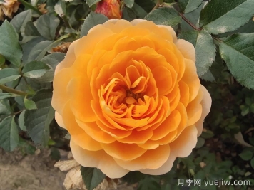 花期長(cháng)且好養的月季有哪些？必備6個(gè)