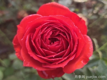 經(jīng)典中國紅！20種紅色月季推薦