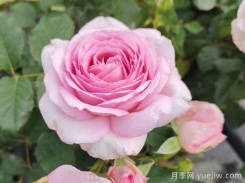 耐熱月季，天狼暑系列月季品種