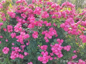 爬藤月季可以作為護坡植物嗎？